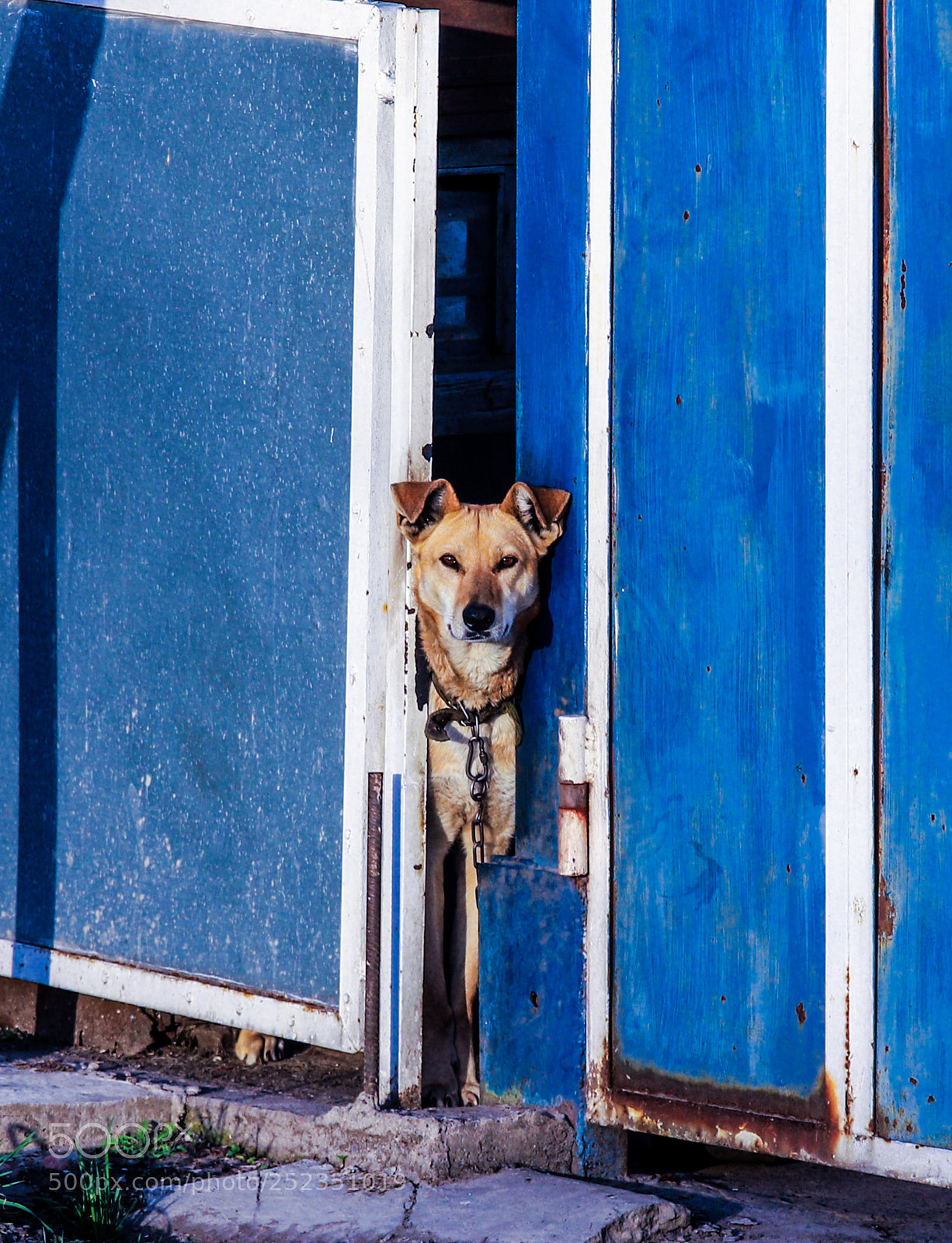 Canon EOS 6D Mark II sample photo. Lonely dog photography
