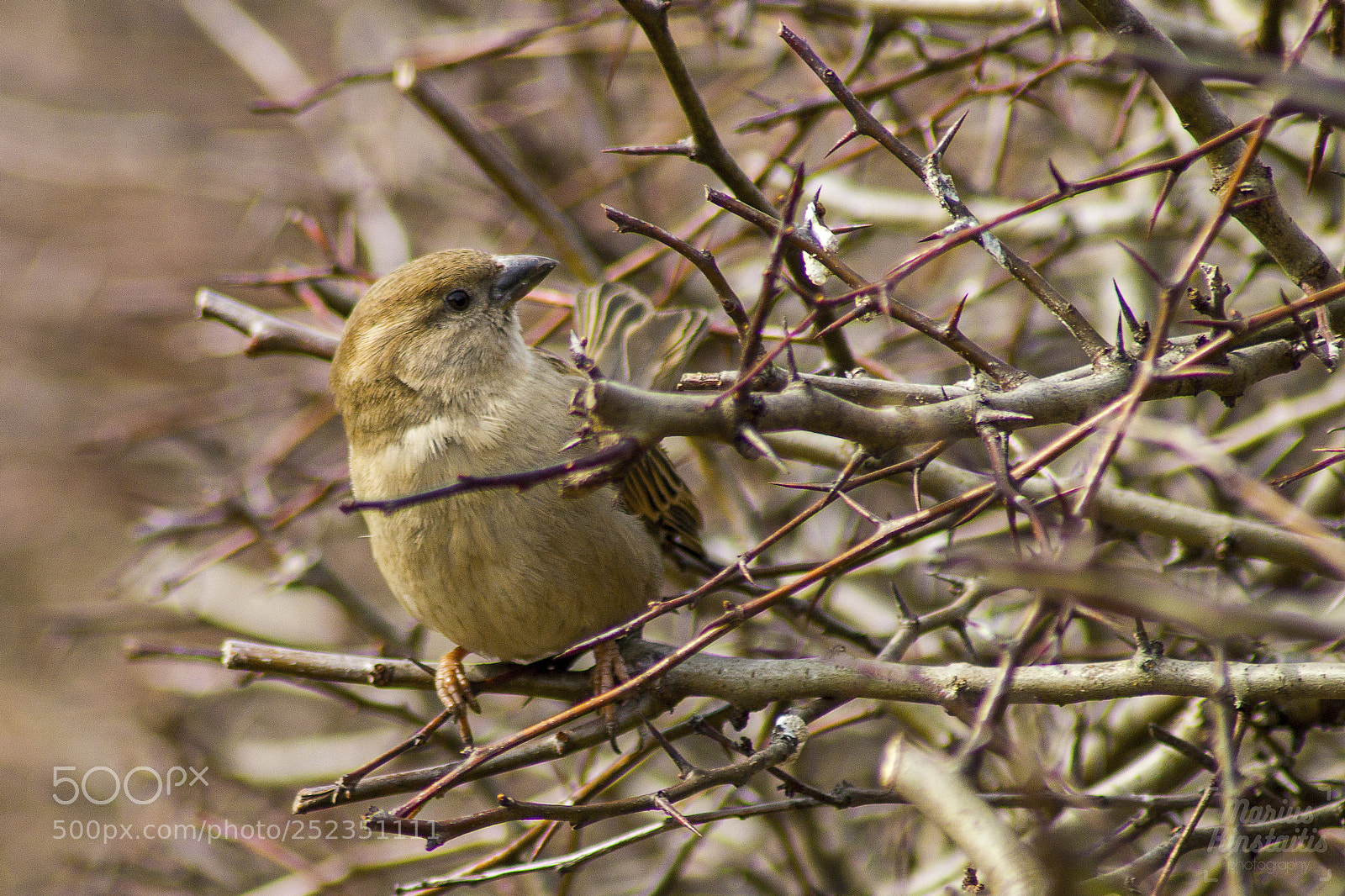 Sony SLT-A58 sample photo. Spring photography
