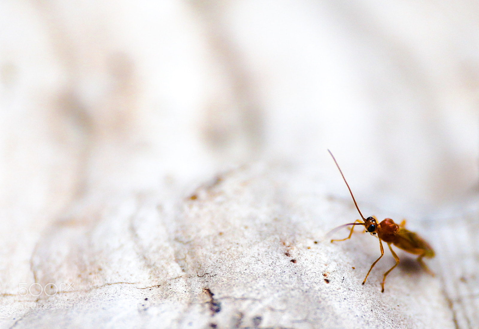 Canon EOS 6D Mark II sample photo. Insect on mushroom photography