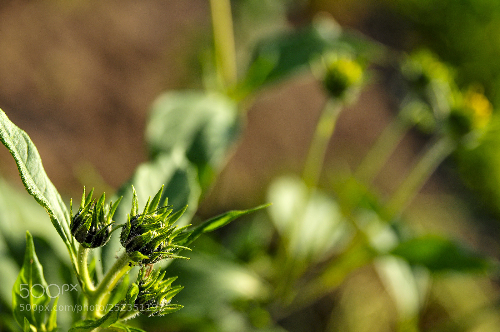 Nikon D300 sample photo. Buds photography