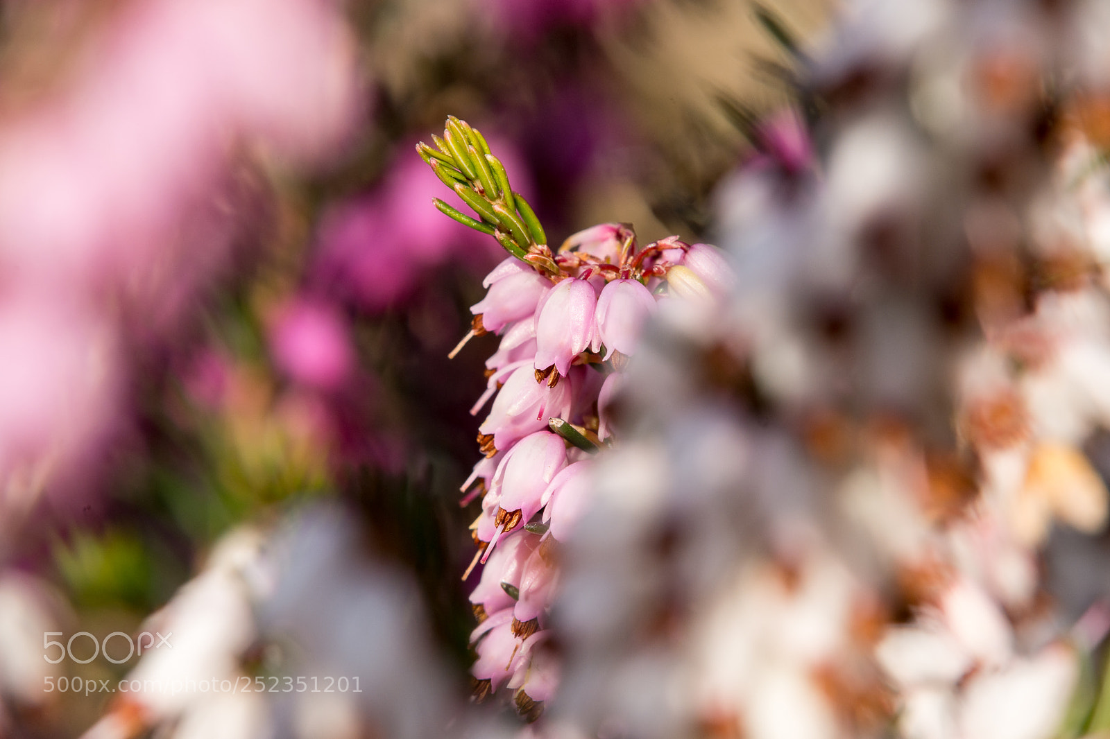 Nikon D7200 sample photo. Winter heath photography