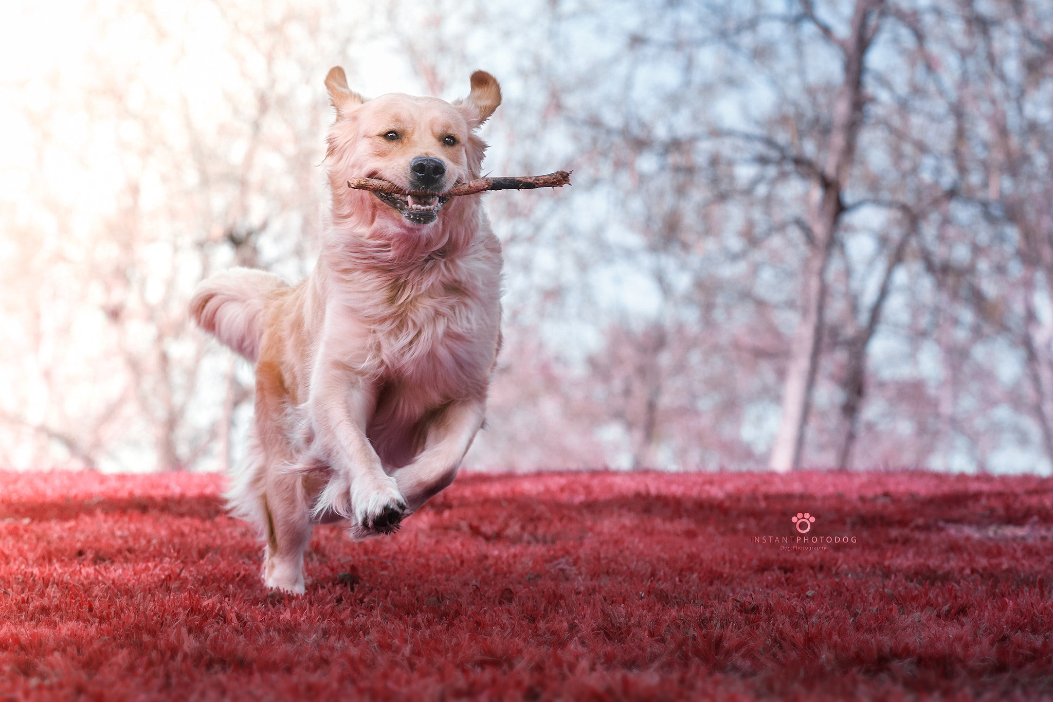 Canon EF 70-200mm F2.8L USM sample photo. Danna photography