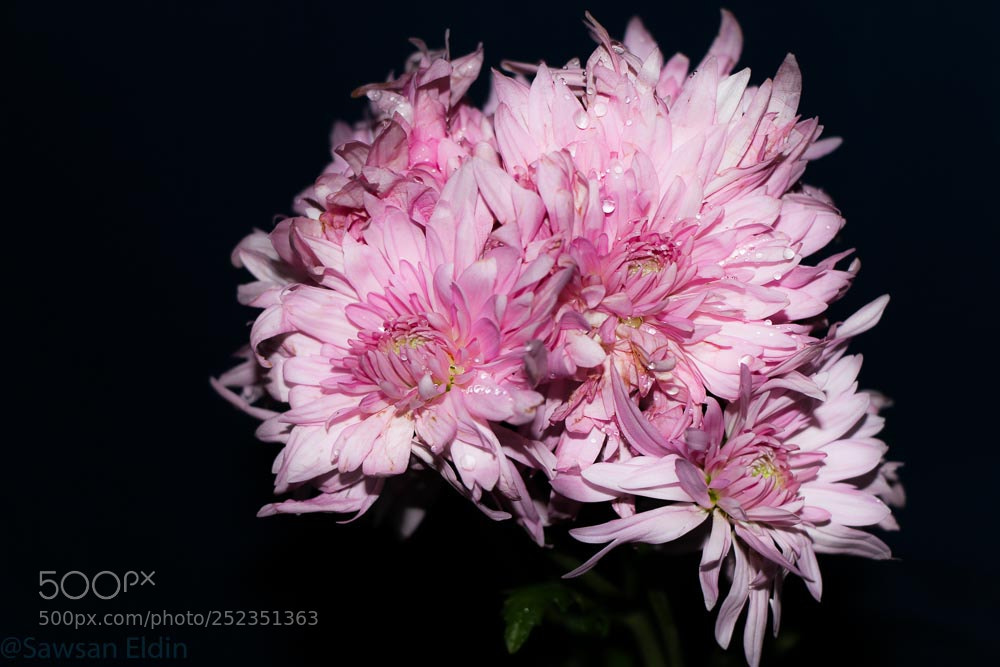 Canon EOS 70D sample photo. Pink flowers ? photography