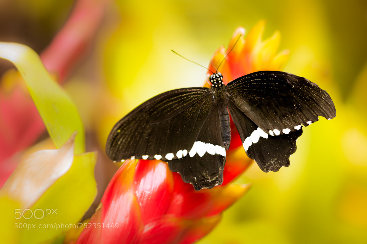 Canon EOS 760D (EOS Rebel T6s / EOS 8000D) sample photo. Papilio polytes romulus photography