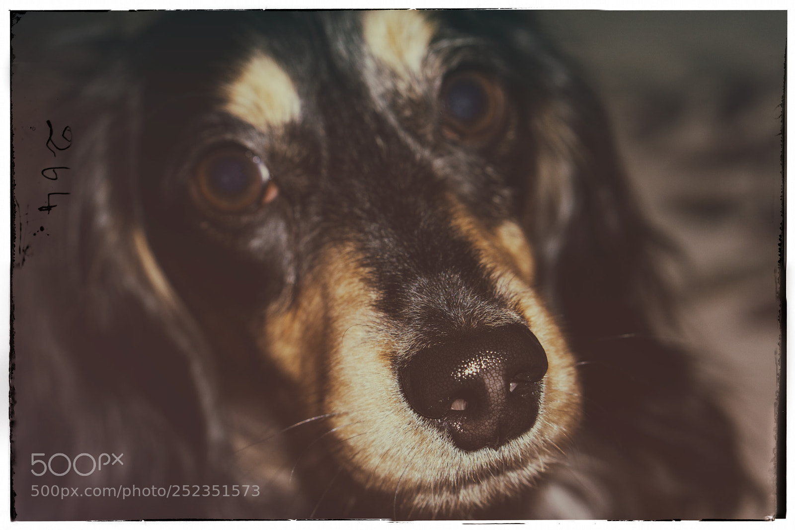 Sony a6000 sample photo. Nose & whiskers photography