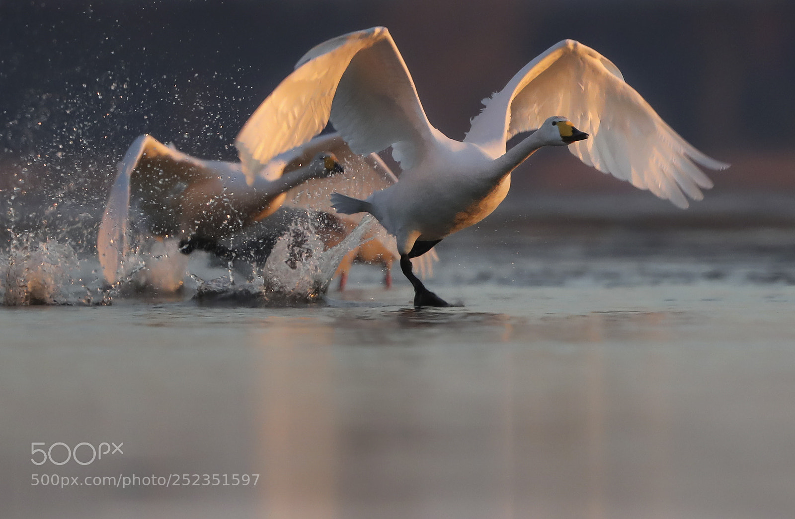 Canon EOS-1D X Mark II sample photo. Whooperswan flying north at photography