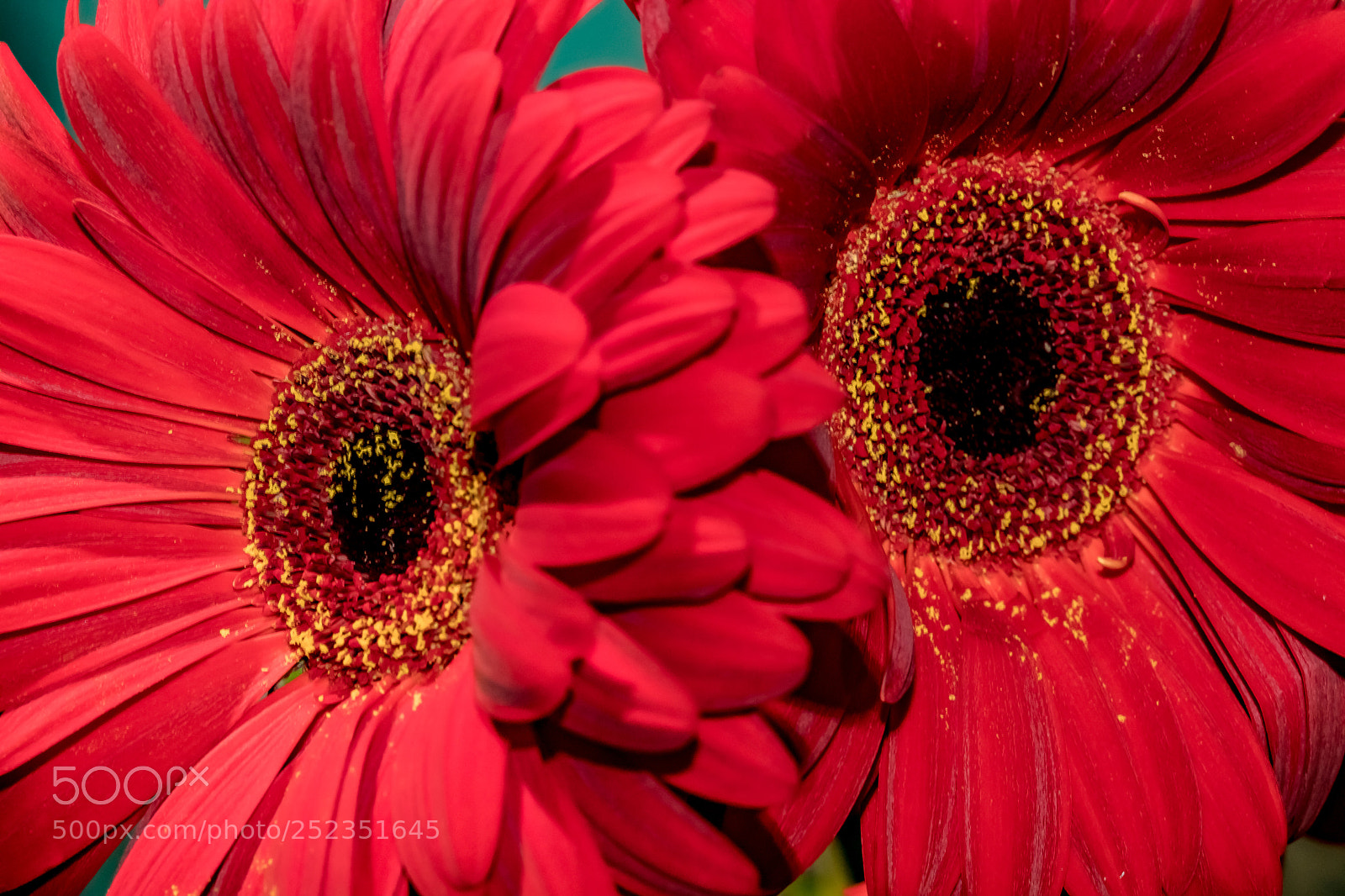 Canon EOS 5D Mark IV sample photo. Duo photography