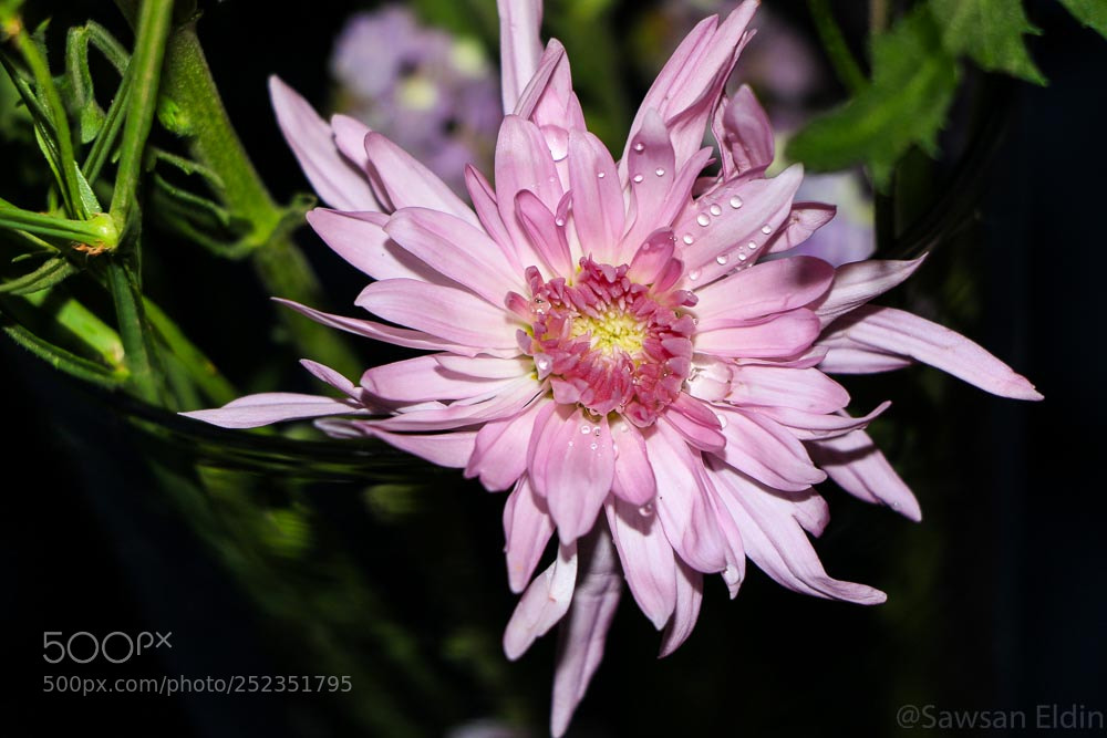 Canon EOS 70D sample photo. Pink ? photography