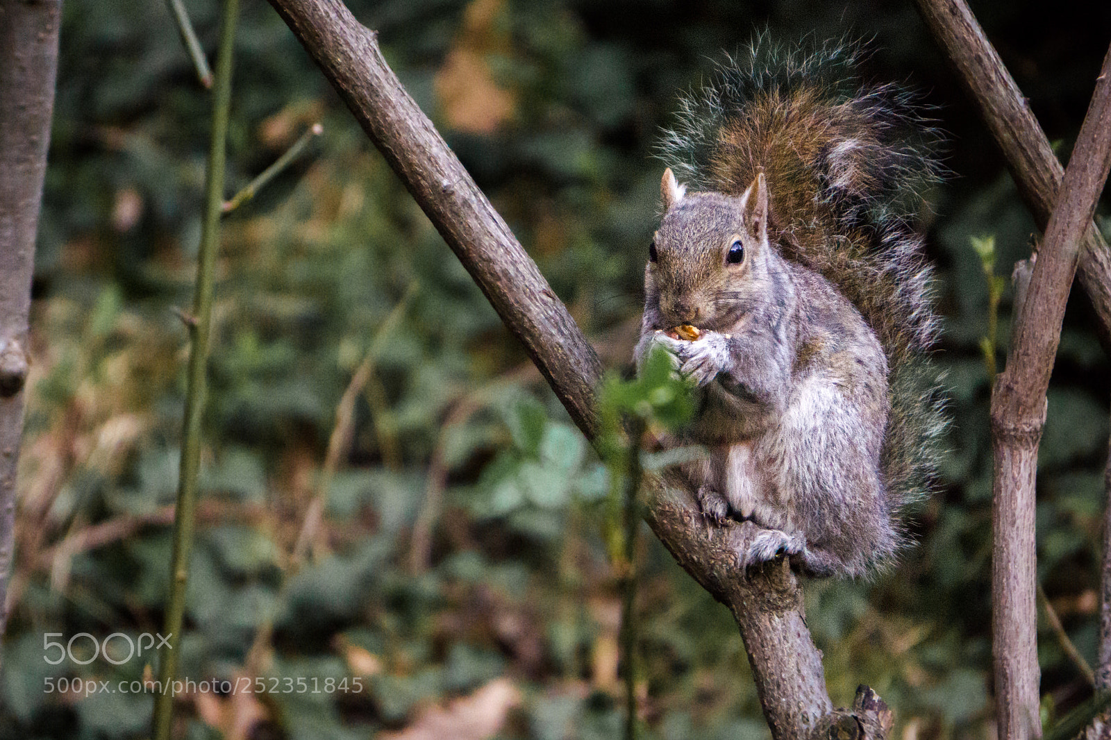 Sony a6000 sample photo. Squirrel photography