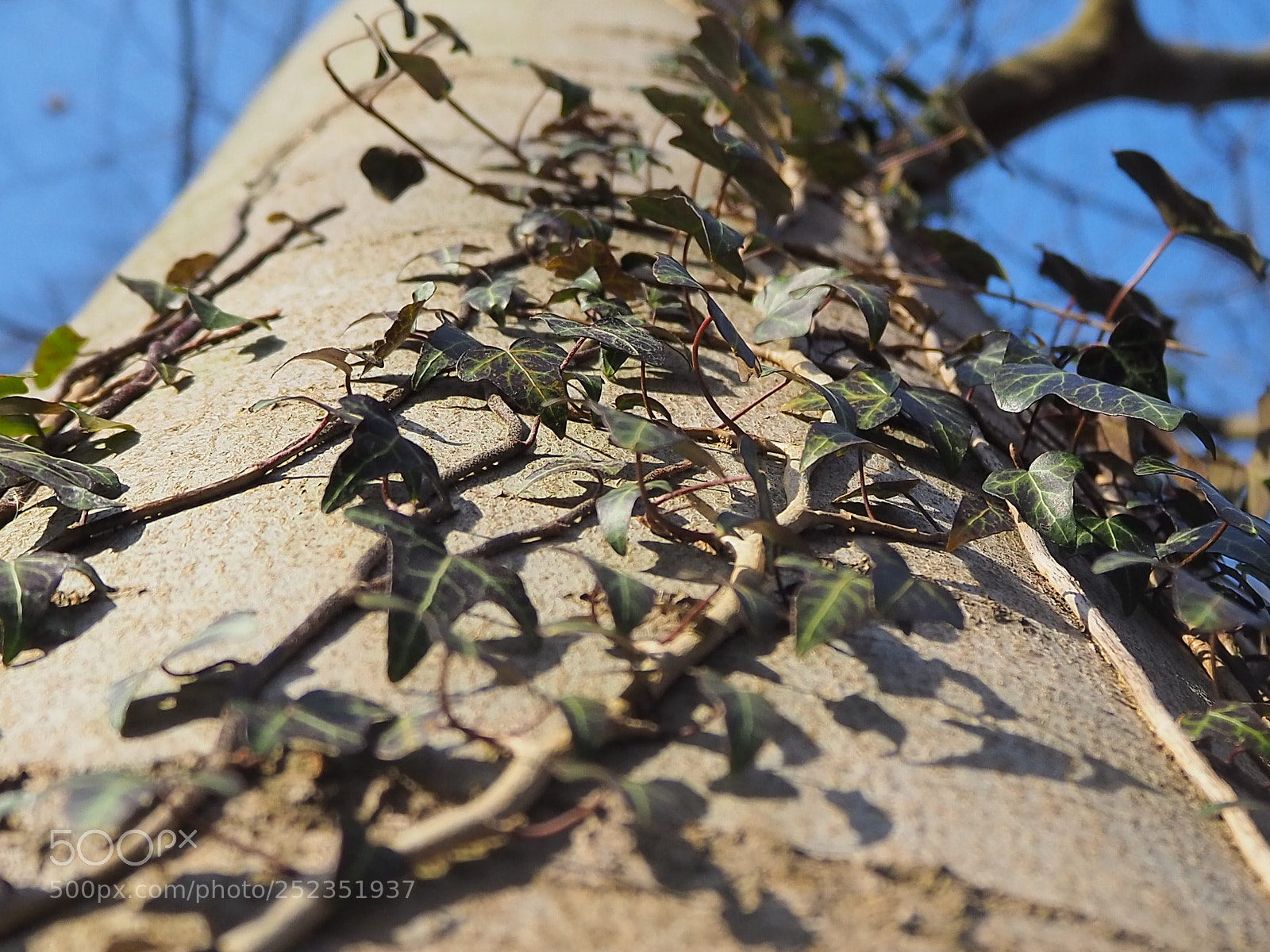 Olympus OM-D E-M10 III sample photo. Baumstamm photography