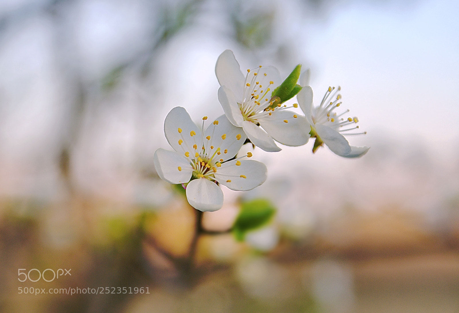Sony DT 18-70mm F3.5-5.6 sample photo. Untitled photography