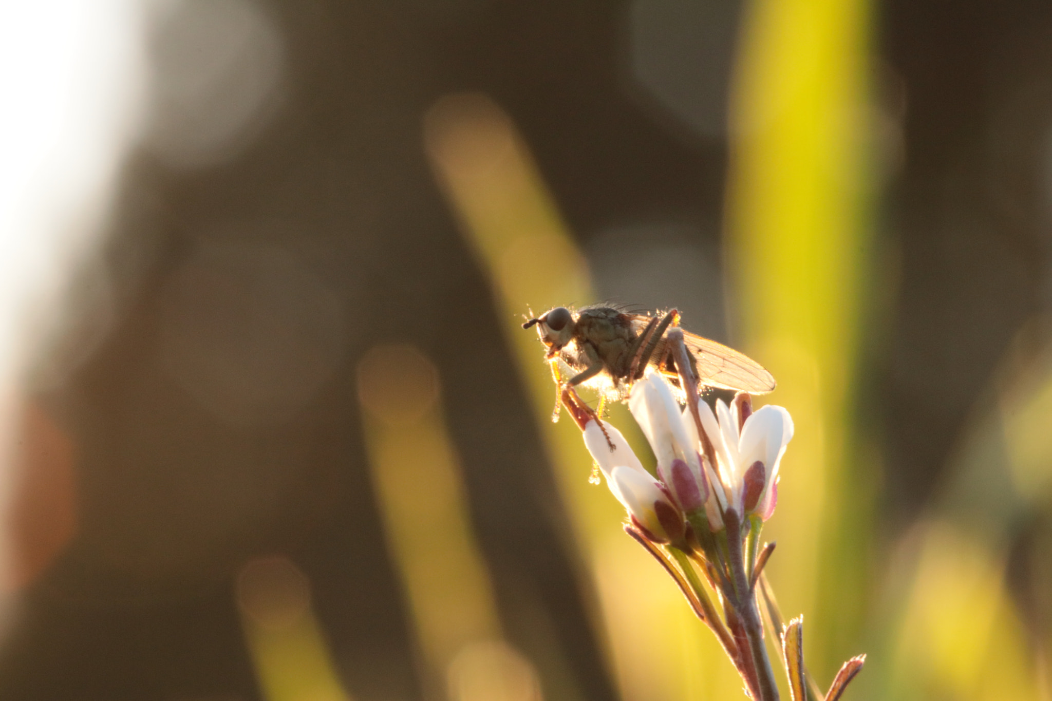 Canon EF 100mm F2.8 Macro USM sample photo. Macroaufnahme bei einem schönen sonnenuntergang photography