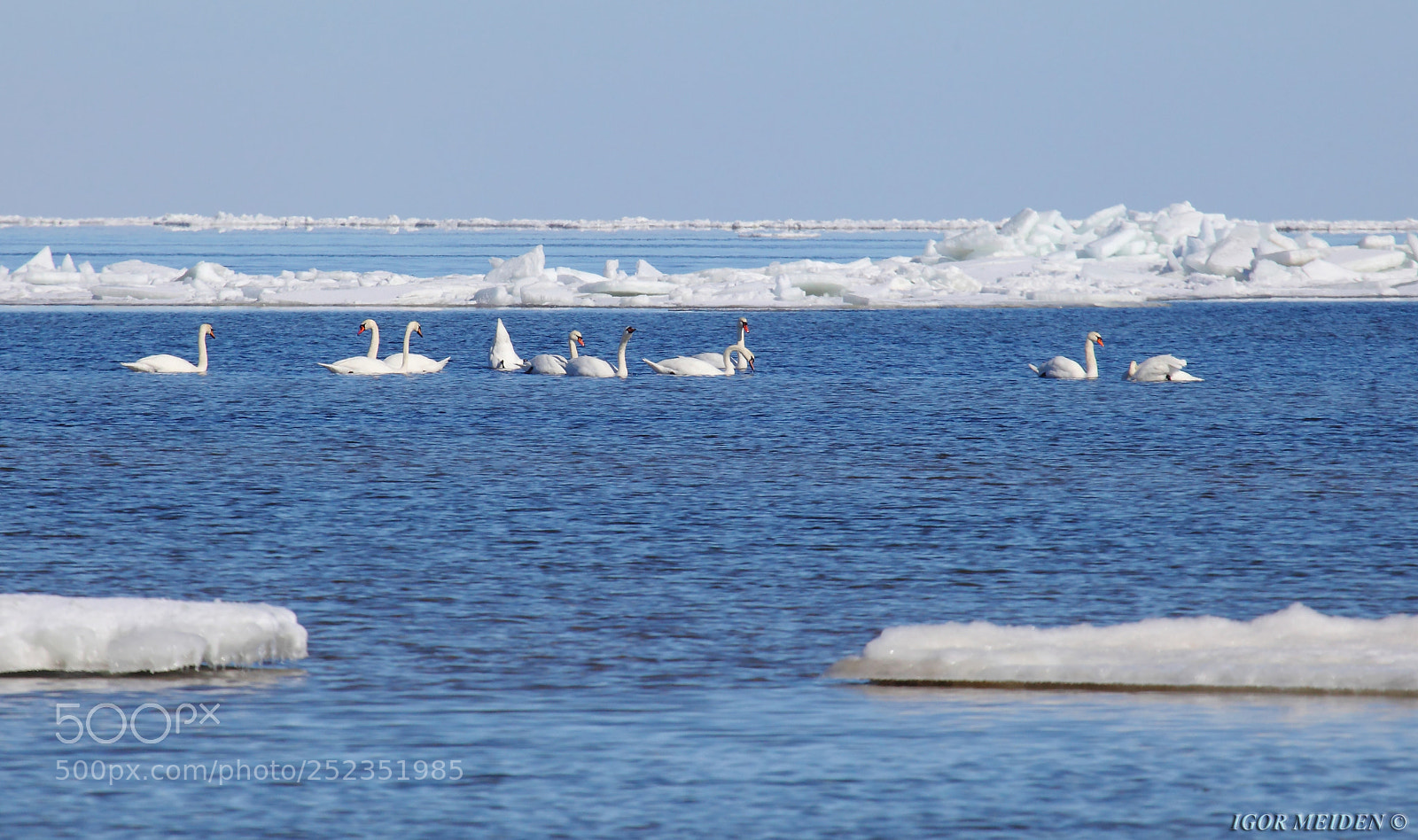 Canon EOS 5D Mark II sample photo. White swans amidst white photography