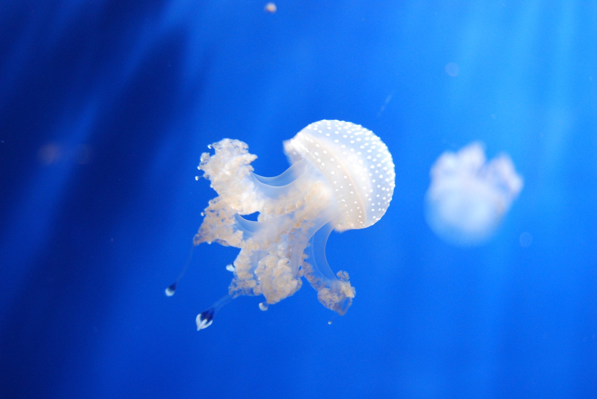 Nikon D60 sample photo. Jellyfish photography