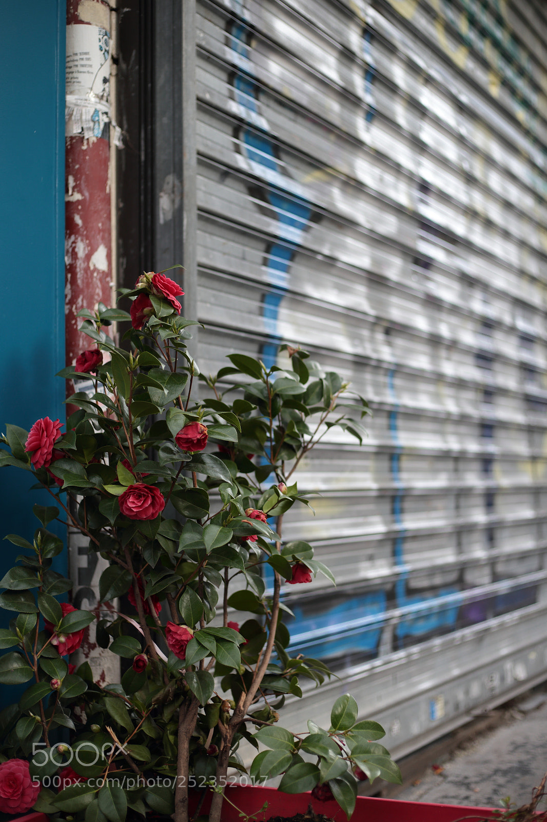 Canon EF 50mm F1.8 STM sample photo. Right colors photography