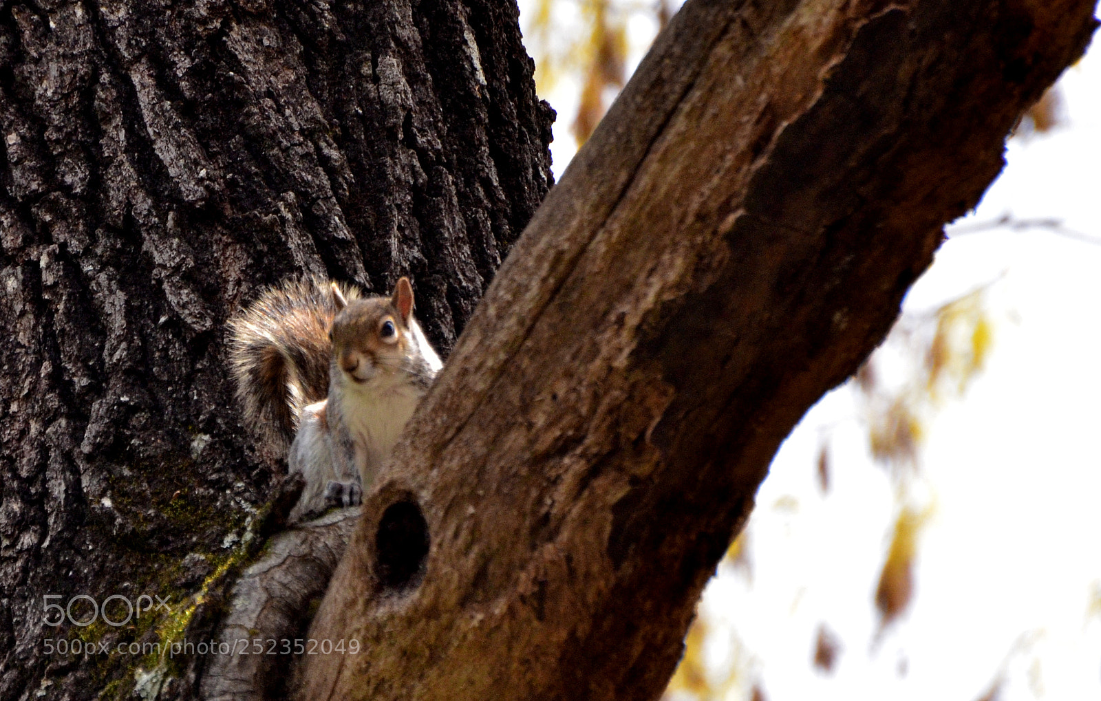 Nikon D7000 sample photo. Out on a limb 4/5/18 photography