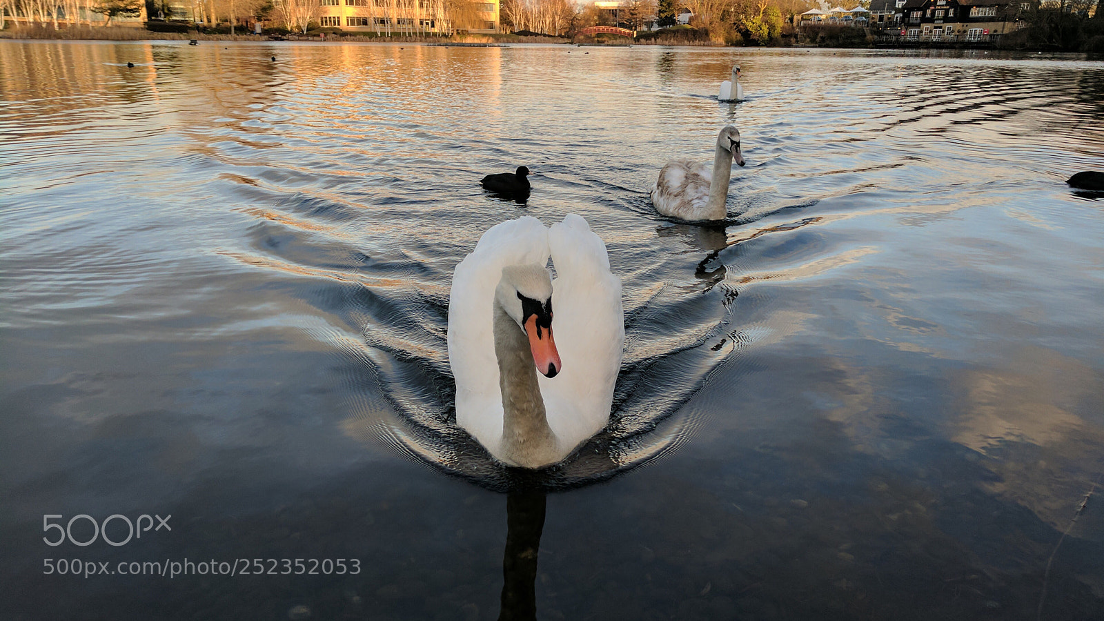 Google Pixel sample photo. Lake swan photography