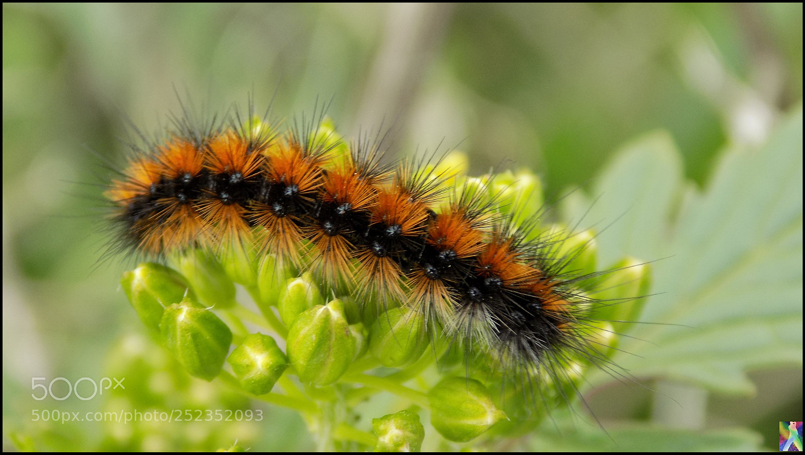 Nikon COOLPIX L340 sample photo. Oruga caterpillar photography