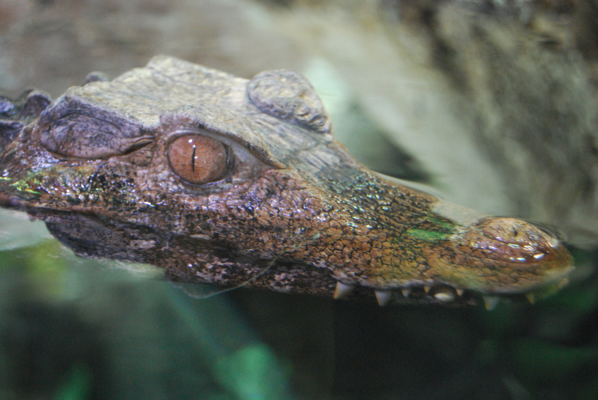 Nikon D60 sample photo. Crocodile photography