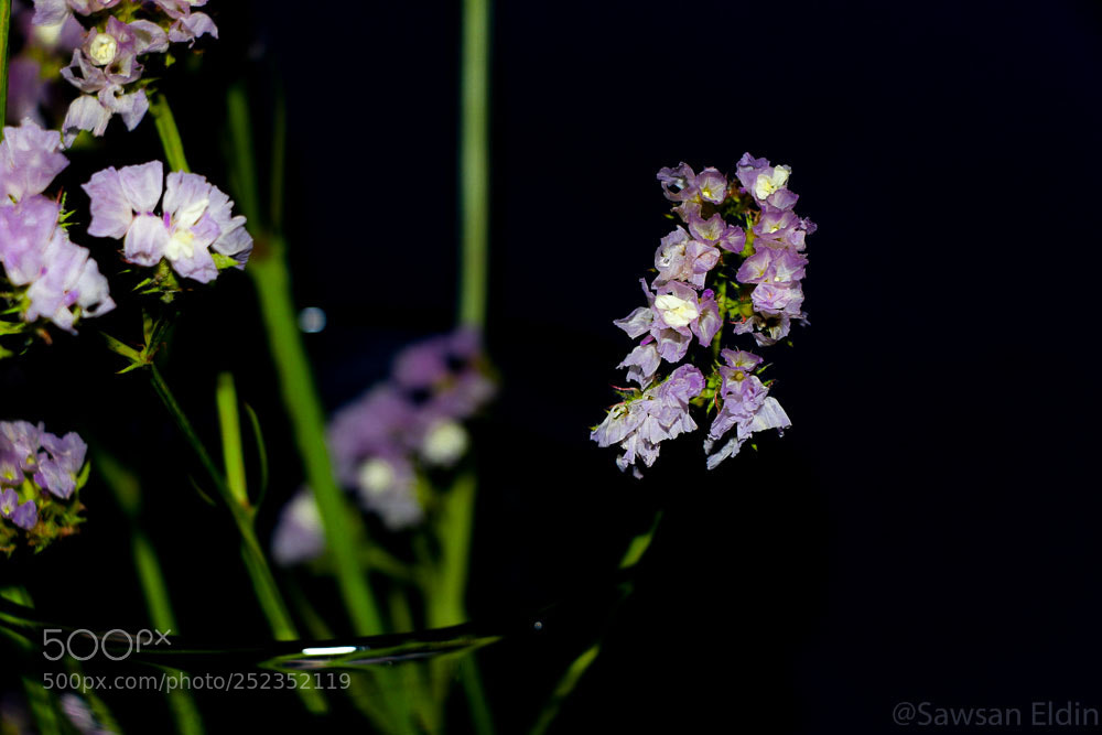 Canon EOS 70D sample photo. Untitled photography