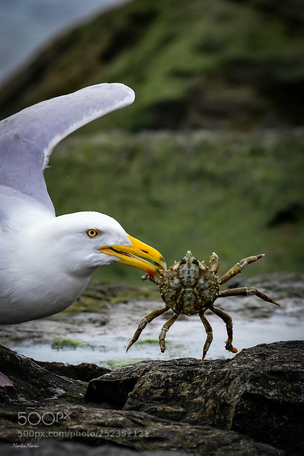 Nikon D500 sample photo. Seagull and crab / 3 photography
