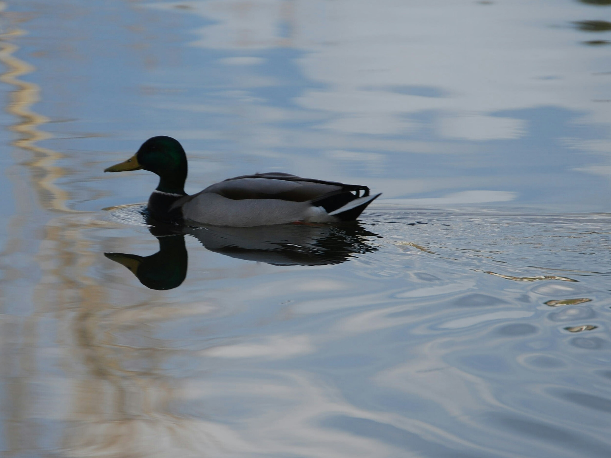 Nikon D60 sample photo. Reflection photography