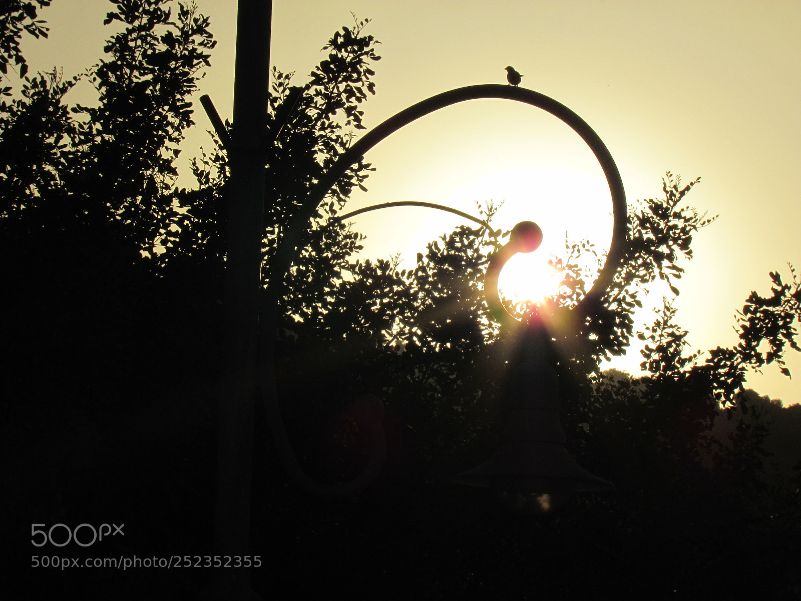 Canon PowerShot SX30 IS sample photo. Bird sun and tree photography