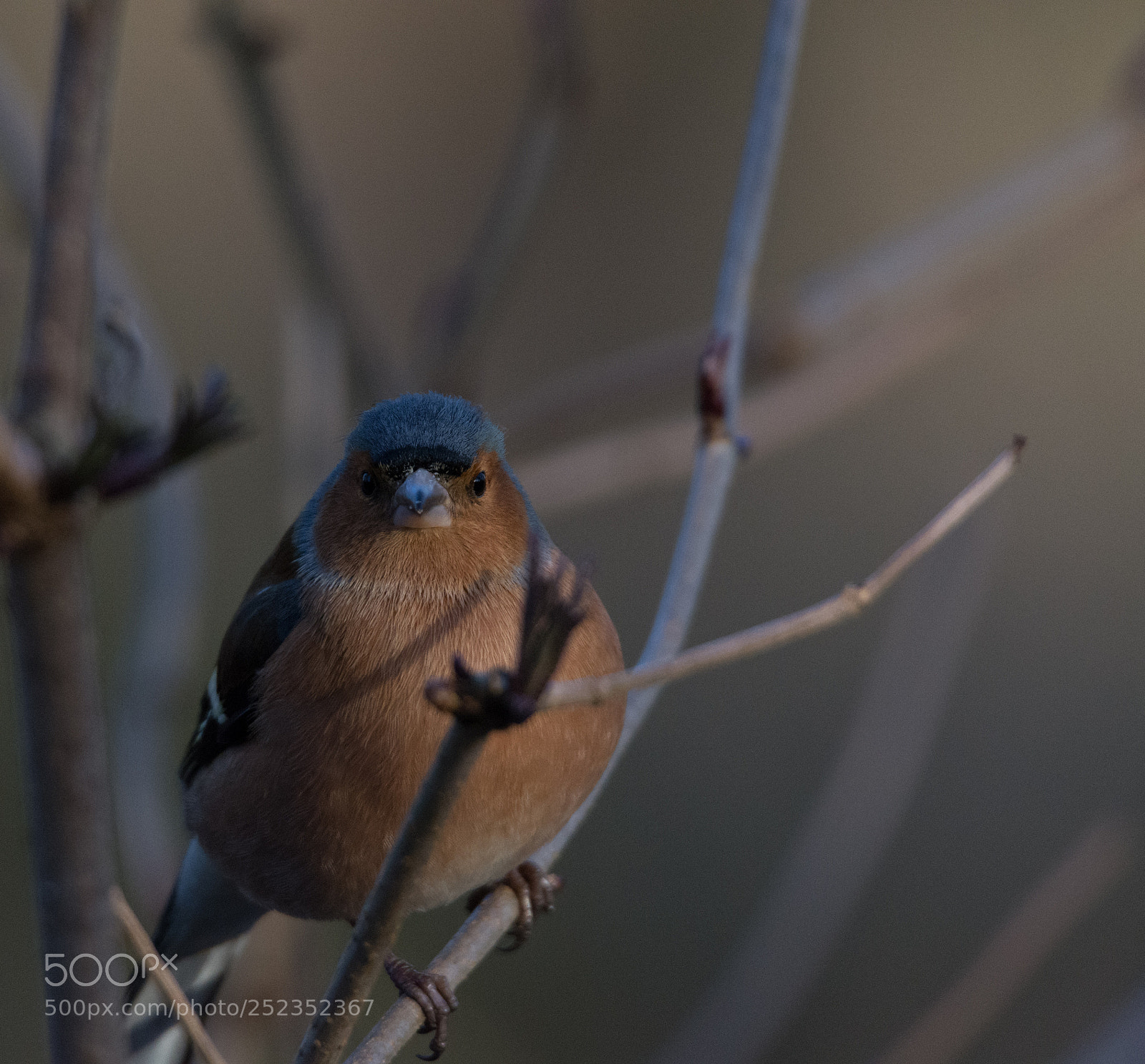 Nikon D7200 sample photo. Spring watch photography