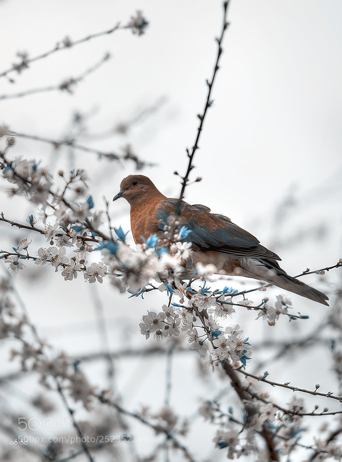 Nikon D7200 sample photo. Spring photography