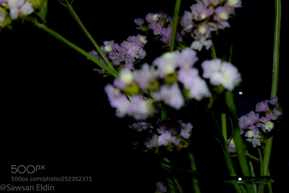 Canon EOS 70D sample photo. Untitled photography