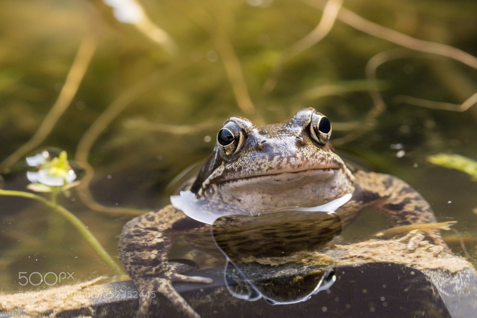 Nikon D7200 sample photo. Brown frog photography