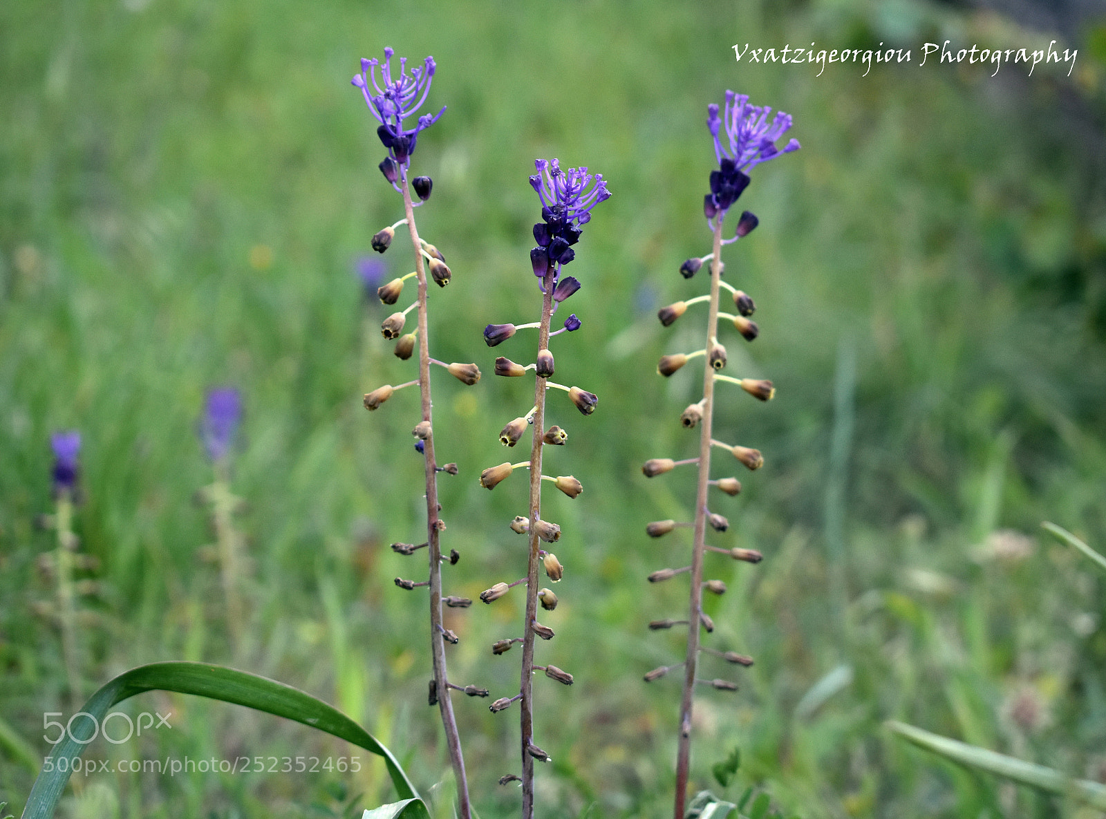 Nikon D3400 sample photo. Flower photography