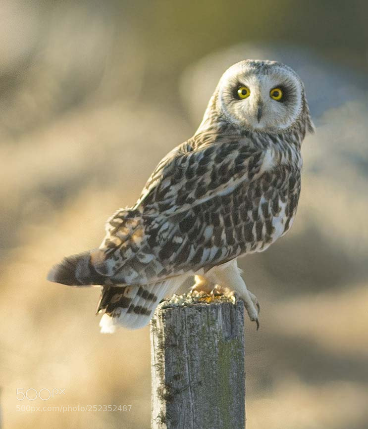 Nikon D500 sample photo. Short eared owl photography