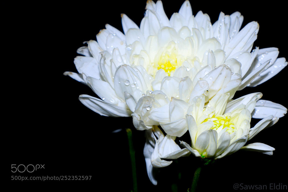 Canon EOS 70D sample photo. White flower photography