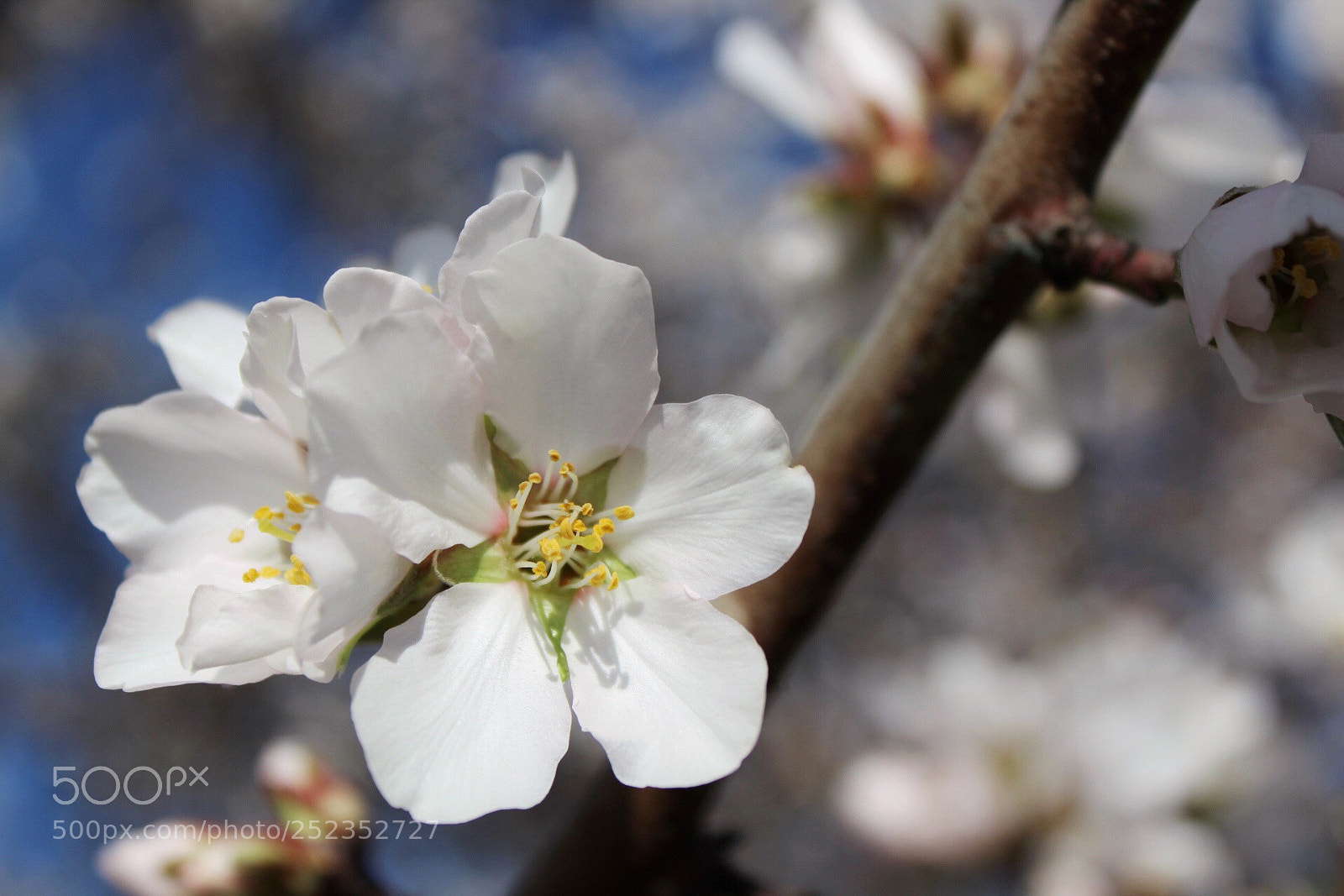 Canon EOS 1300D (EOS Rebel T6 / EOS Kiss X80) sample photo. Almond bloom photography