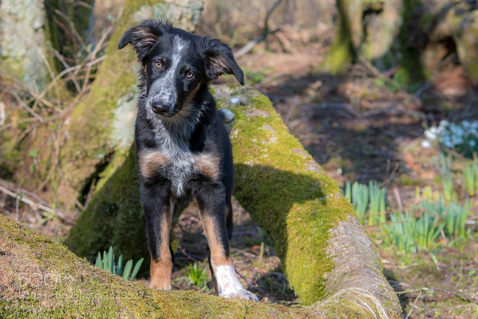 Nikon D800 sample photo. Frisbee 4 months photography