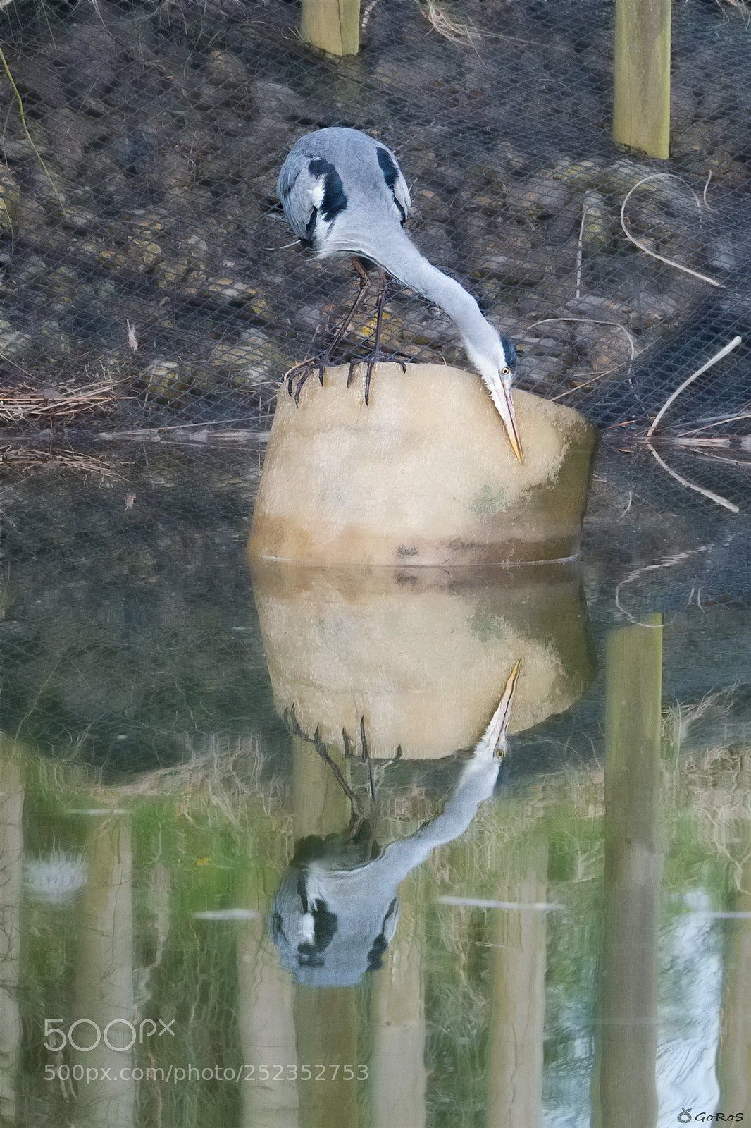 Nikon D500 sample photo. Vain heron photography
