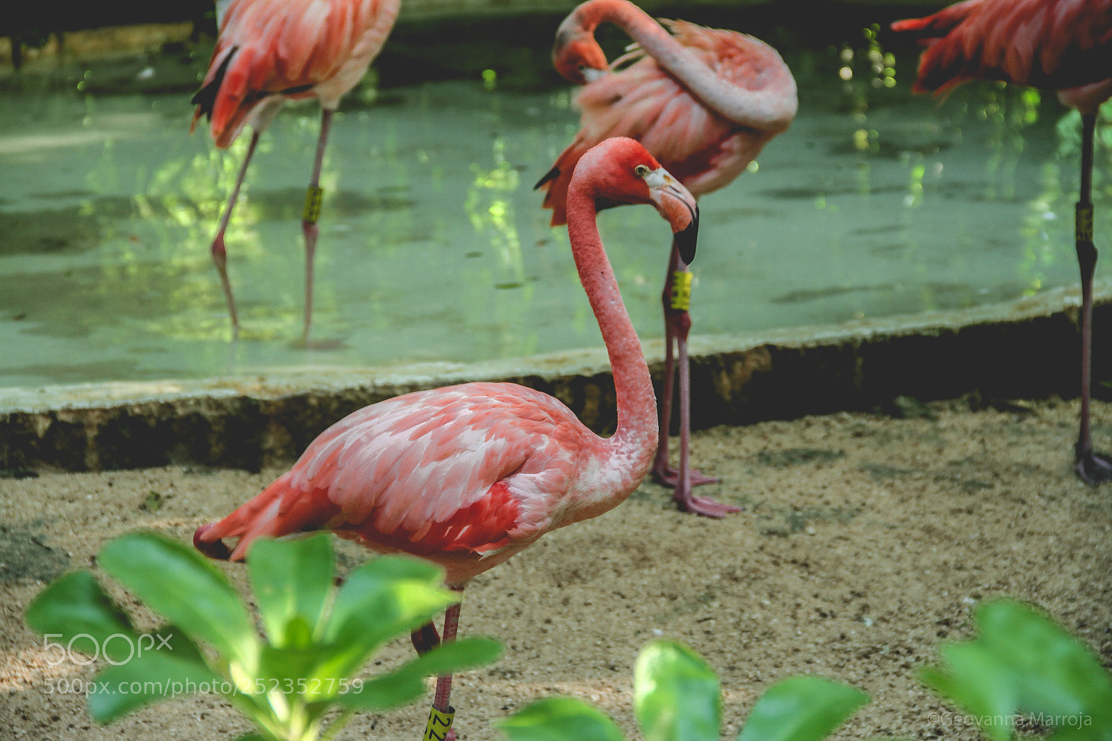 Canon EOS 7D sample photo. Flamingos photography