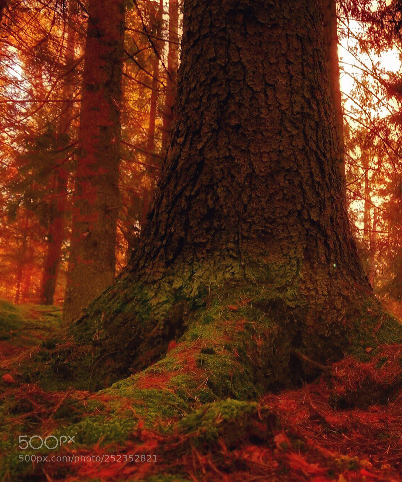 Samsung NX300 sample photo. Old tree photography