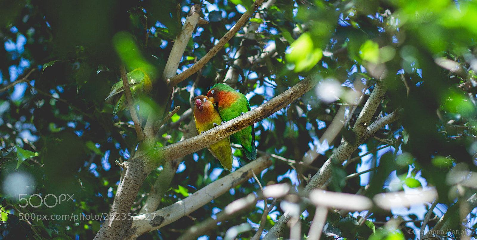 Canon EOS 7D sample photo. Img photography