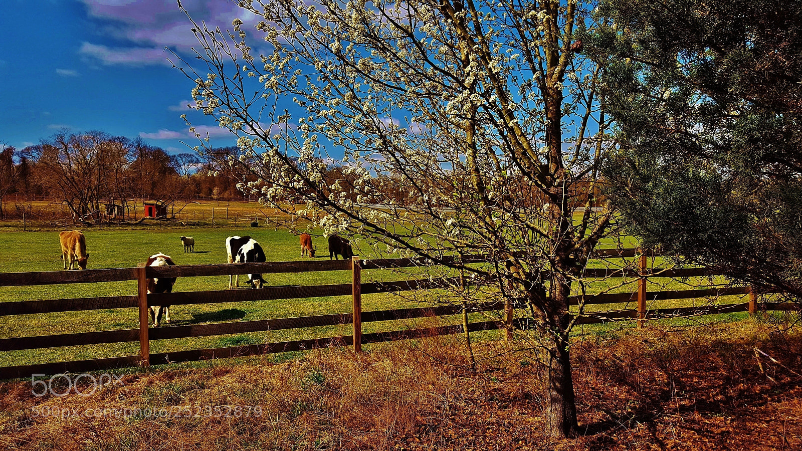 Samsung Galaxy S6 sample photo. Spring pastures 2018 photography