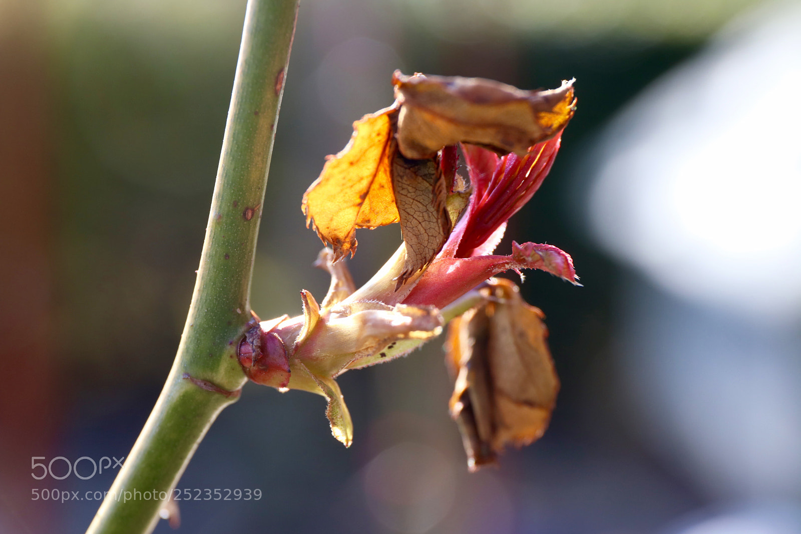 Canon EOS 77D (EOS 9000D / EOS 770D) sample photo. Rose to be photography