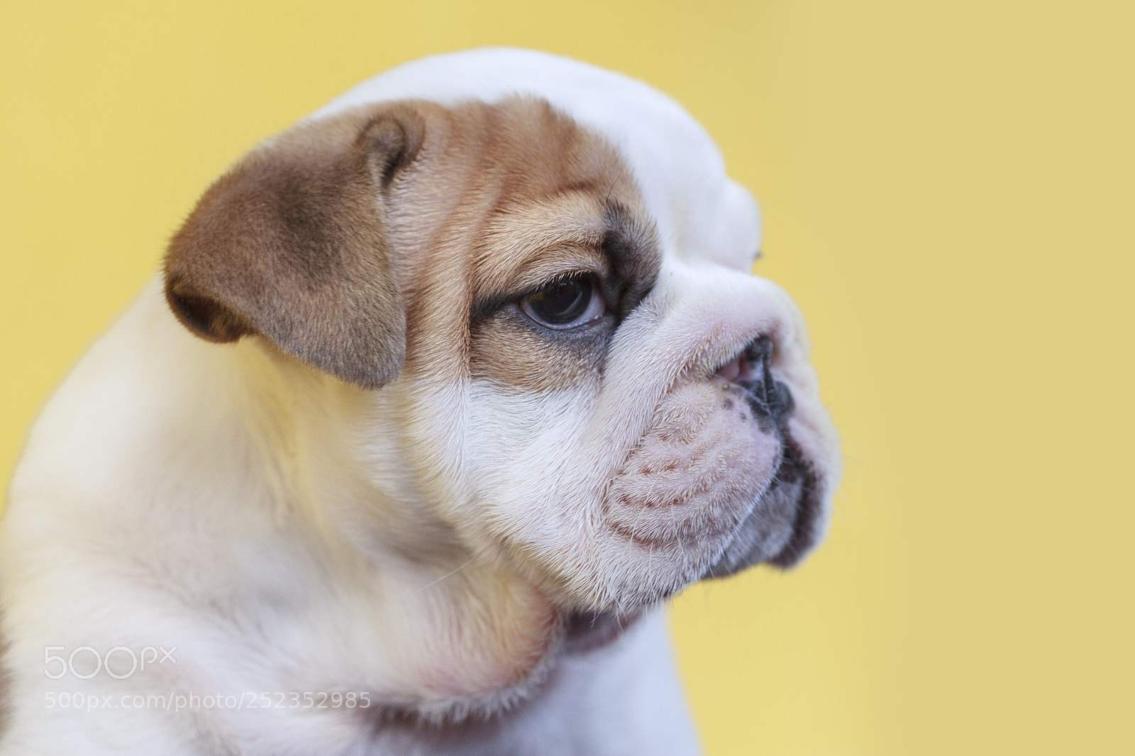 Canon EOS 5D Mark II sample photo. Cute english bulldog puppy photography