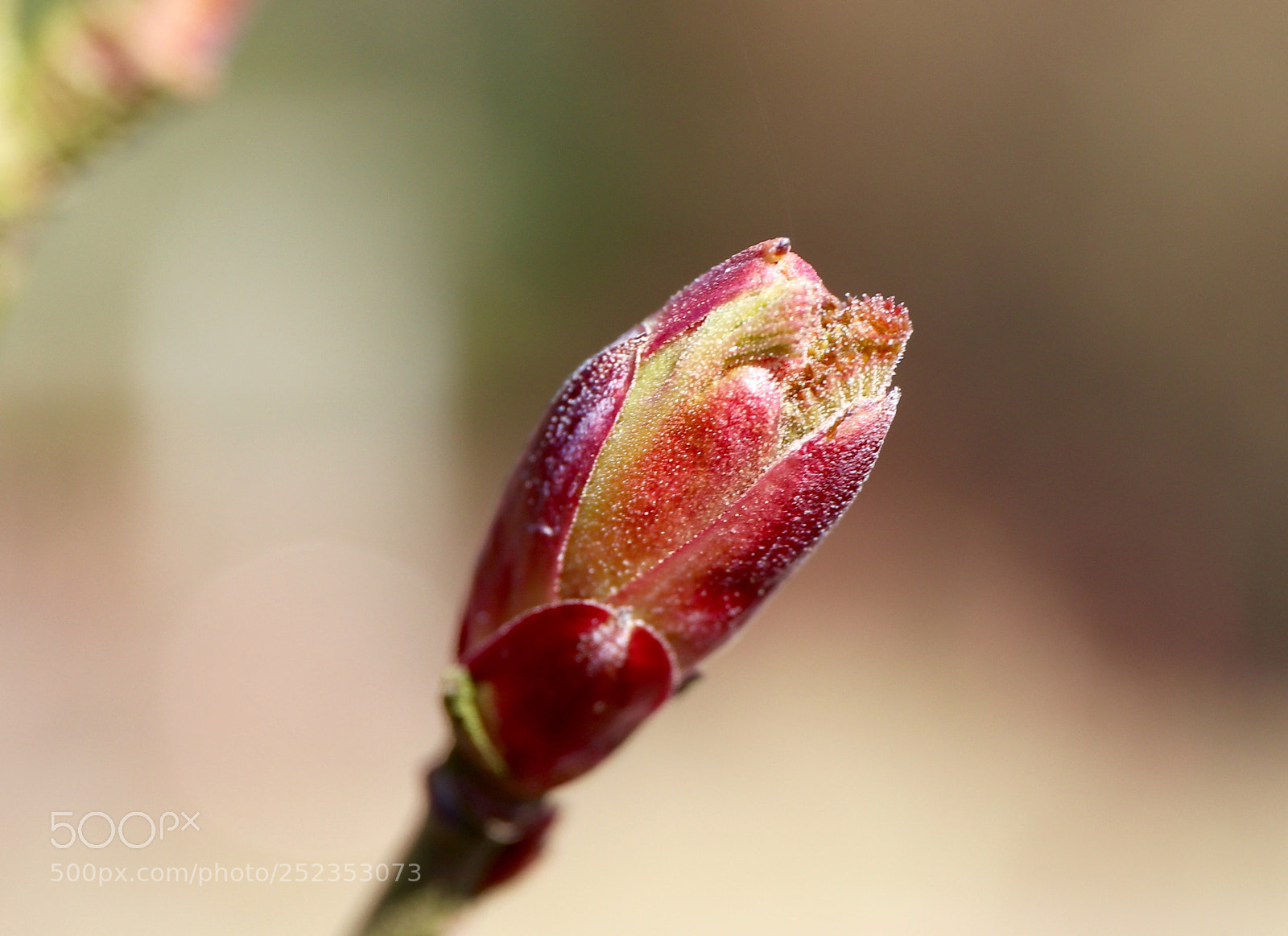 Canon EOS 77D (EOS 9000D / EOS 770D) sample photo. Ready to burst photography