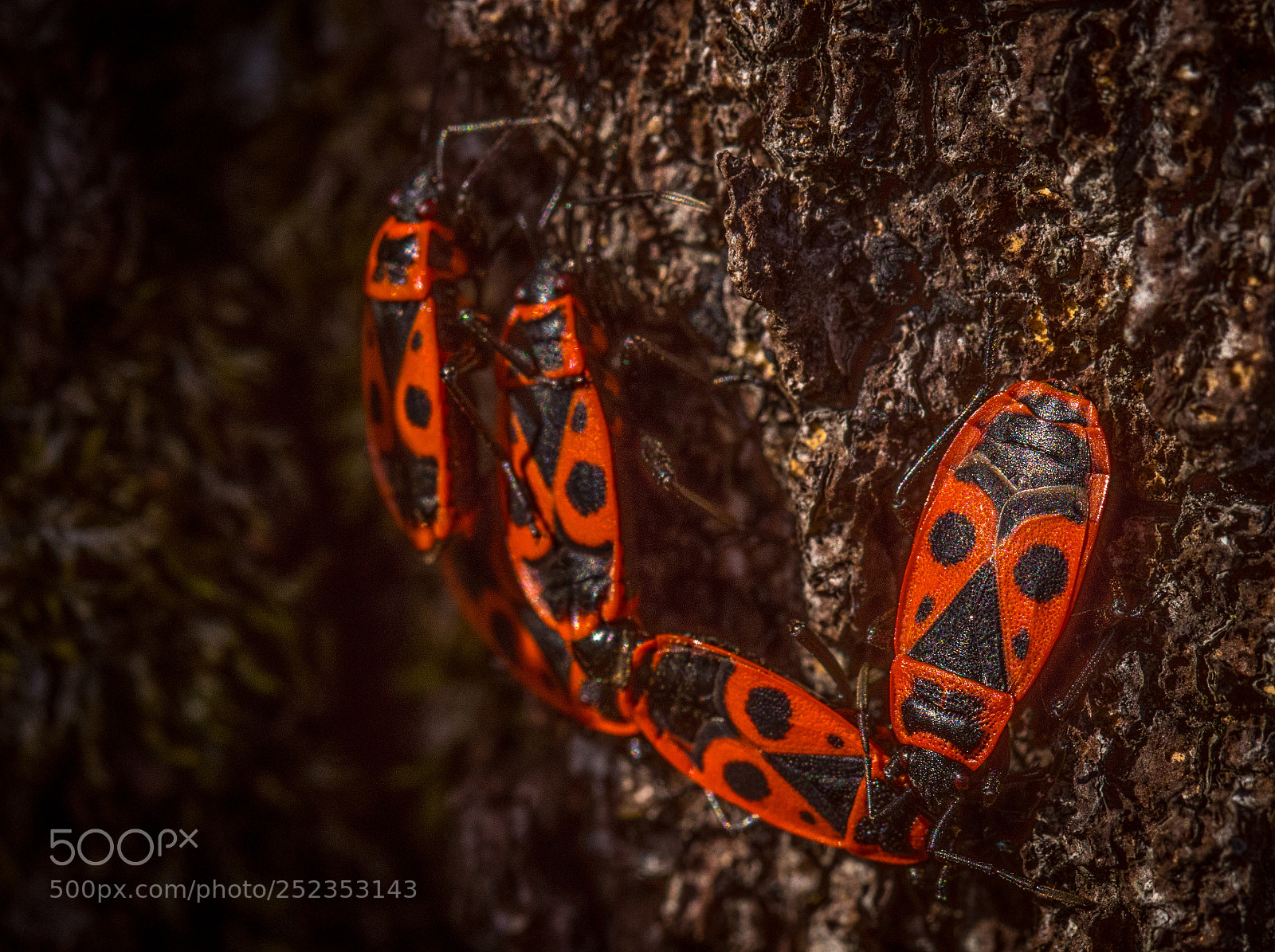 Canon EOS 77D (EOS 9000D / EOS 770D) sample photo. Japanese red bug photography