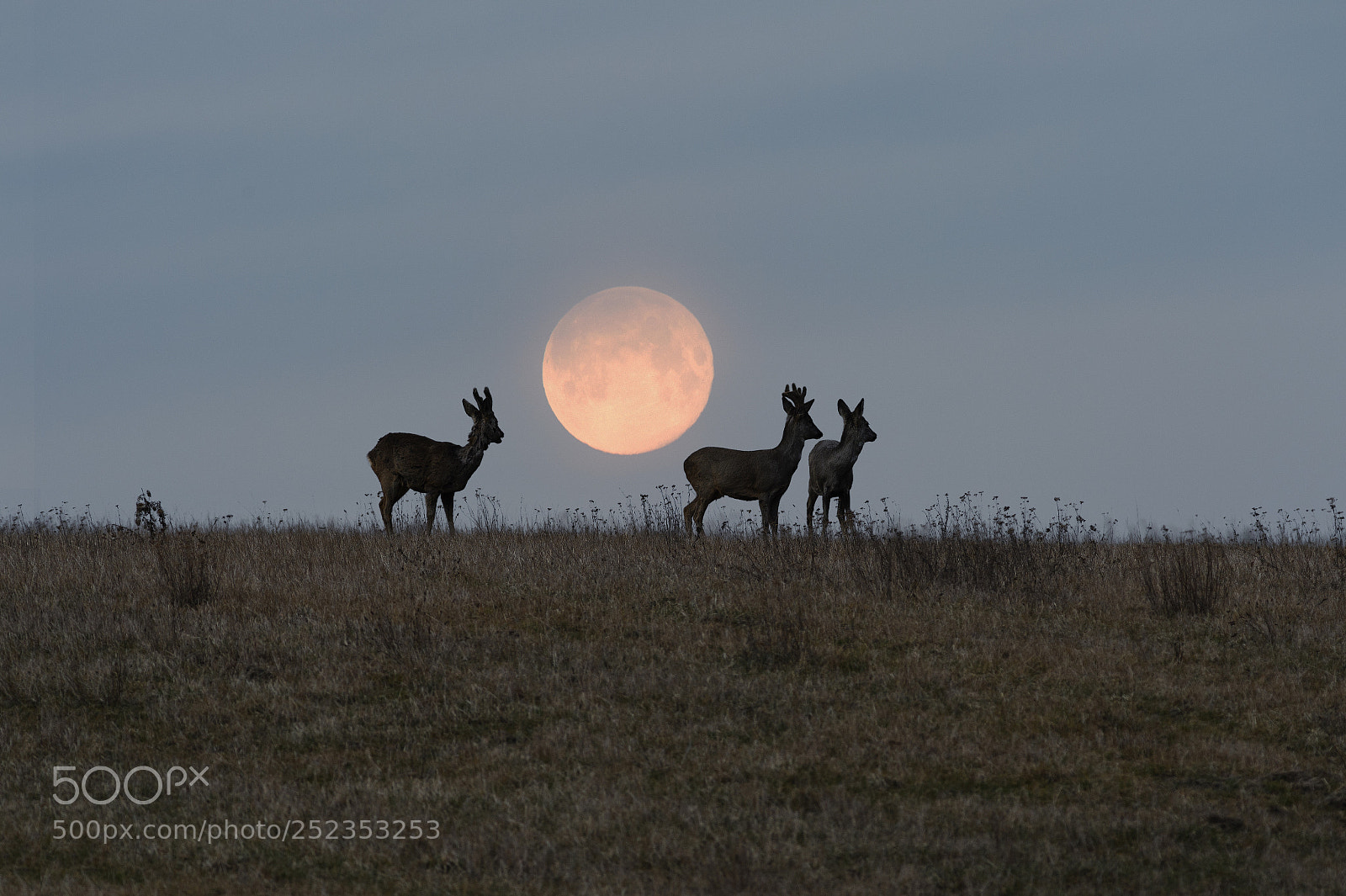 Nikon D4S sample photo. Moon roe bucks photography