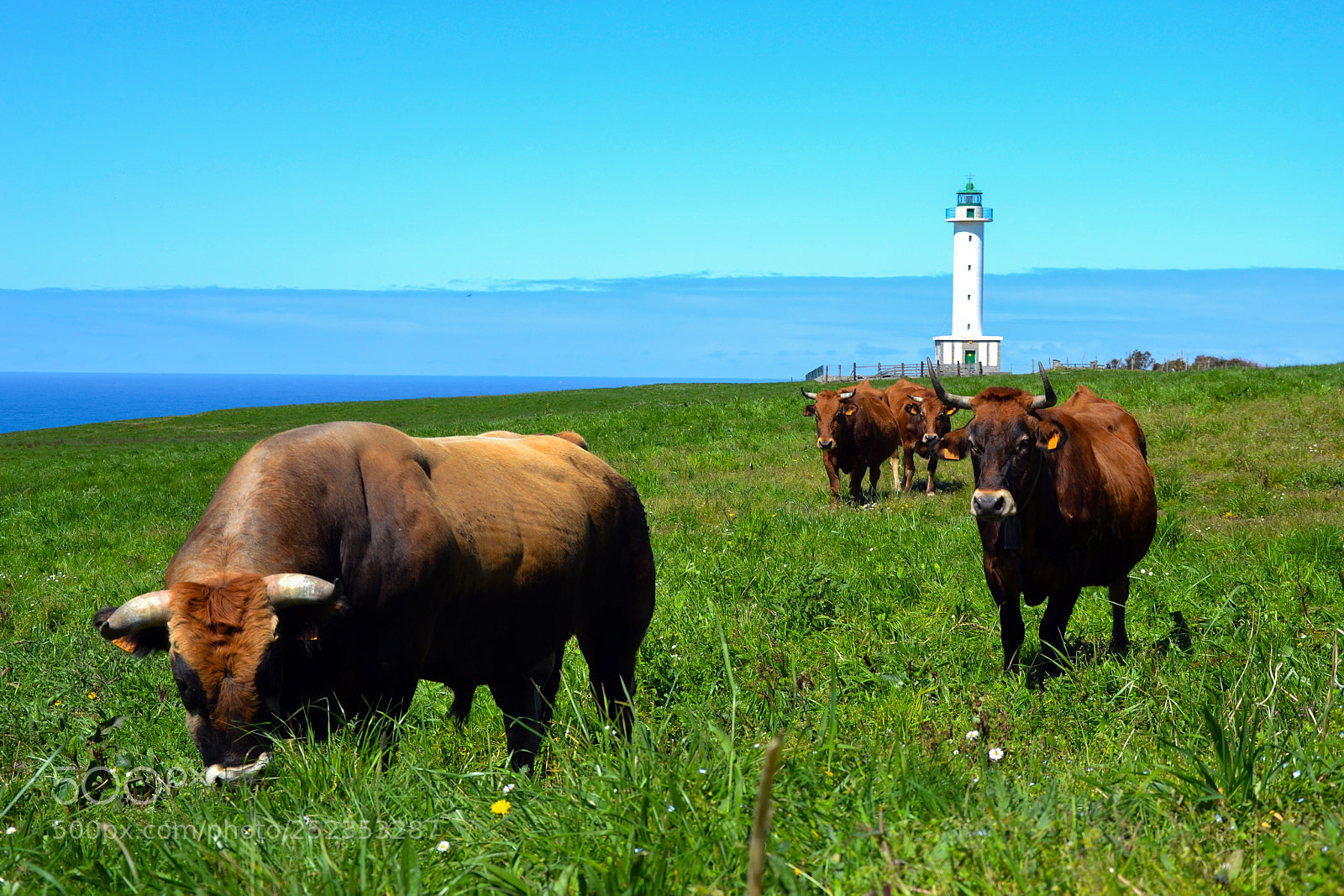 Nikon D3100 sample photo. Cattle grazing at the photography