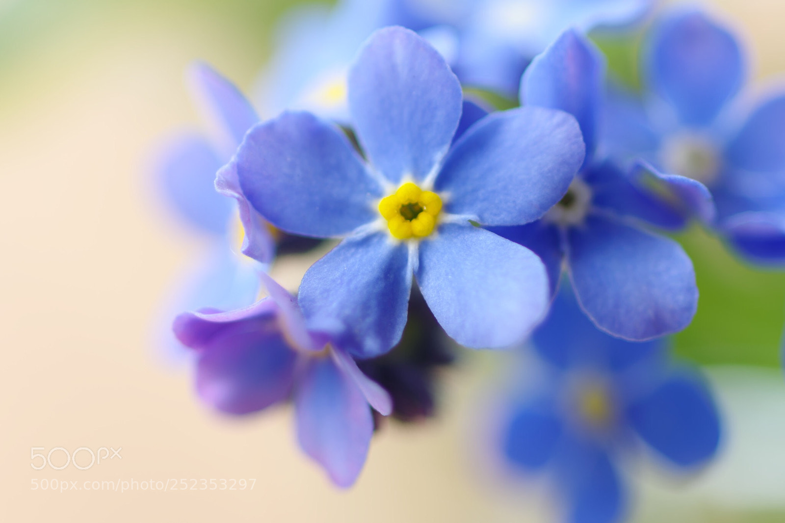 Nikon D3300 sample photo. Blue  photography