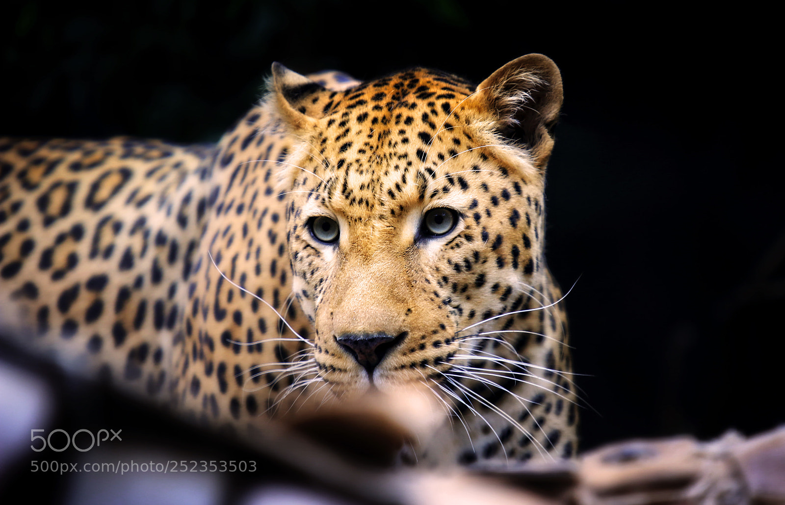 Canon EOS 70D sample photo. Leopard photography