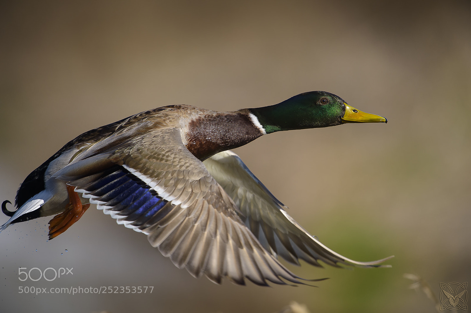 Nikon D4S sample photo. Anas platyrhynchos, germano reale,canard photography